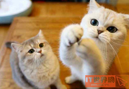 萌猫公园第2关总是玩不过怎么办